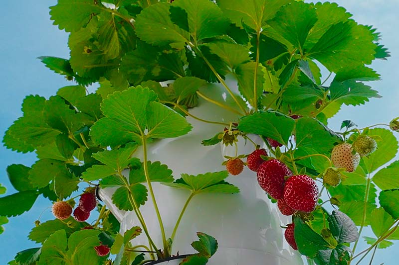 Jardin 27